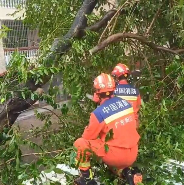 台风“桦加沙”致大树压塌防盗网导致燃气泄漏 阳西消防紧急排险
